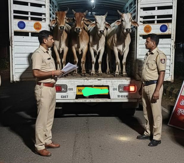गुरांच्या बेकायदेशीर वाहतूकप्रकरणी कुडाळचे दोघे ताब्यात;