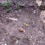 निवडणूक काळात तळवडे गावातील अपक्ष महिला उमेदवाराच्या माहिती पत्रकावर जादूटोण्याचा प्रकार