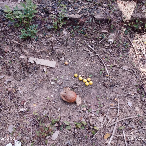 निवडणूक काळात तळवडे गावातील अपक्ष महिला उमेदवाराच्या माहिती पत्रकावर जादूटोण्याचा प्रकार