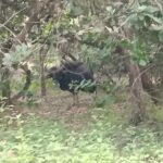 वेताळ बांबर्डे येथील काजुबागेत आढळला गवारेडा