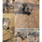 मुंबई-गोवा महामार्गावर भीषण अपघात