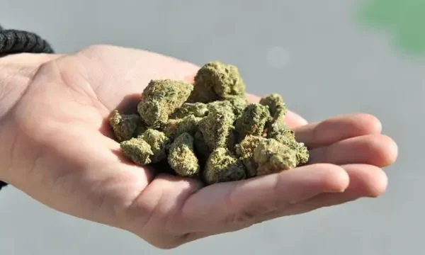 गांजा सेवन करणाऱ्यांच्या कुडाळ पोलिसांनी आवळल्या मुसक्या