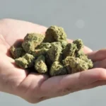 गांजाची विक्री करण्याकरीता आलेल्या इसमाच्या कुडाळ पोलीसांनी आवळल्या मुसक्या