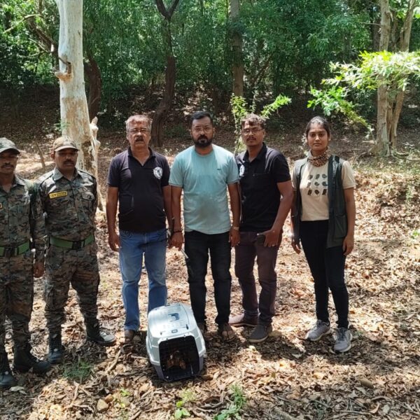 महामार्ग क्रॉस करताना जखमी झालेल्या शेकरूला वनविभाग सावंतवाडी, डॉक्टर व रेस्क्यू टीमकडून जीवदान