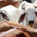 गोवंश तस्करी रोखण्यासाठी सिंधुदुर्गात १३ संयुक्त तपासणी नाके सुरू