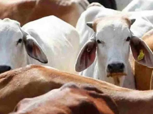 गोवंश तस्करी रोखण्यासाठी सिंधुदुर्गात १३ संयुक्त तपासणी नाके सुरू