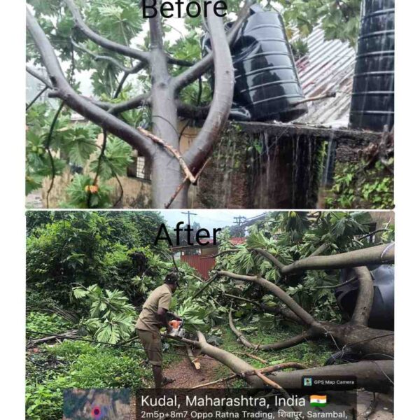 मुसळधार पावसामुळे ग्रामीण रुग्णालय कुडाळ येथे झाड कोसळले