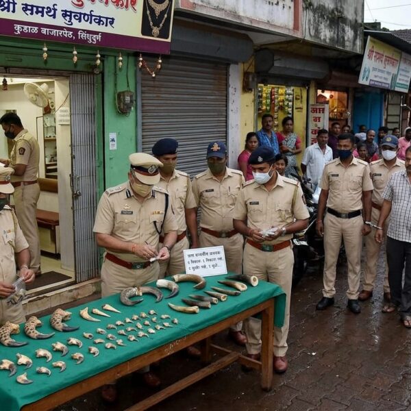 कुडाळ बाजारपेठेतील एका सुवर्णकाराच्या दुकानावर वनविभागाची धाड