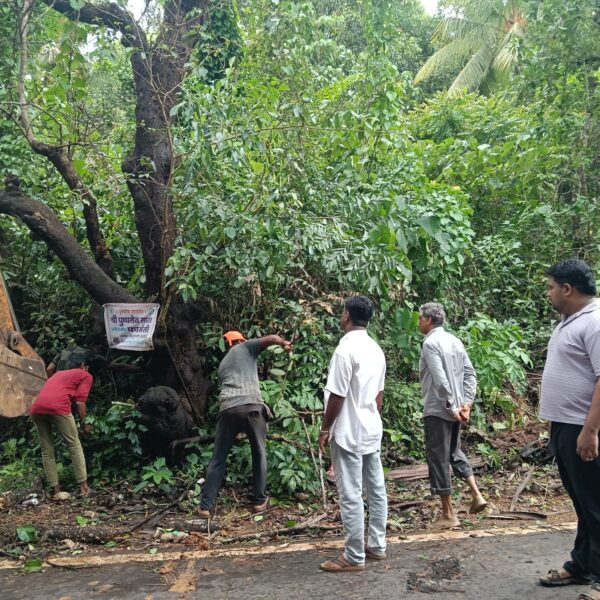 पिंगुळी पूर्णब्रह्म हॉटेल ते दर्गा रोडच्या दुतर्फा असलेली झाडे हटवली