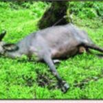 आडेली येथे विद्युतवाहिनी अंगावर पडून म्हशीचा मृत्यू