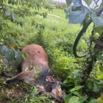 ट्रान्सफॉर्मरच्या केबलचा शॉक लागून गाभण गाईचा जागीच मृत्यू