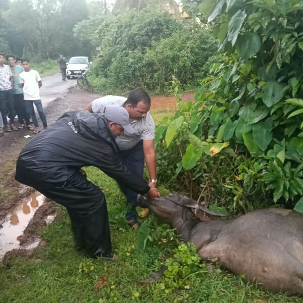 पिंगुळीत विजेच्या धक्क्याने म्हशीचा दुर्दैवी मृत्यू; सरपंच अजय आकेरकर घटनास्थळी दाखल