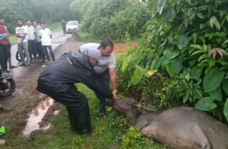 पिंगुळीत विजेच्या धक्क्याने म्हशीचा दुर्दैवी…
