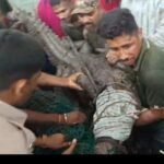 पिंगुळीत मगरीची थरारक सुटका; वनविभागाच्या RRT पथकाला अखेर यश