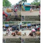 कुडाळ नगरपंचायतच्या माध्यमातून शहरातील मोकाट जनावरांना रिफ्लेक्शन पट्टे