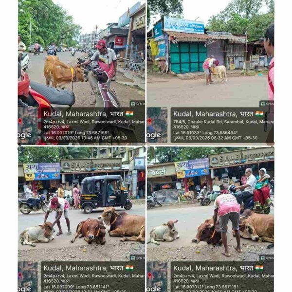 कुडाळ  नगरपंचायतच्या माध्यमातून शहरातील मोकाट जनावरांना  रिफ्लेक्शन पट्टे