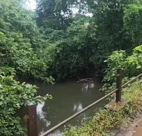साळगाव-माणगाव रस्त्यावरील पुलाखाली अज्ञात व्यक्तीचा मृतदेह;